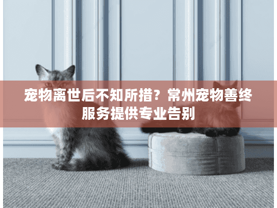 宠物离世后不知所措？常州宠物善终服务提供专业告别