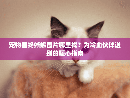 宠物善终蜥蜴图片哪里找？为冷血伙伴送别的暖心指南