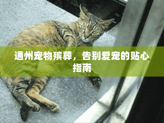 通州宠物殡葬，告别爱宠的贴心指南