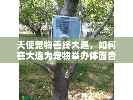 天使宠物善终大连，如何在大连为宠物举办体面告别仪式？