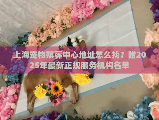 上海宠物殡葬中心地址怎么找？附2025年最新正规服务机构名单