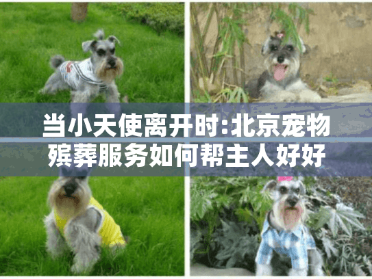当小天使离开时:北京宠物殡葬服务如何帮主人好好告别
