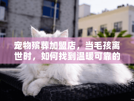 宠物殡葬加盟店，当毛孩离世时，如何找到温暖可靠的服务？