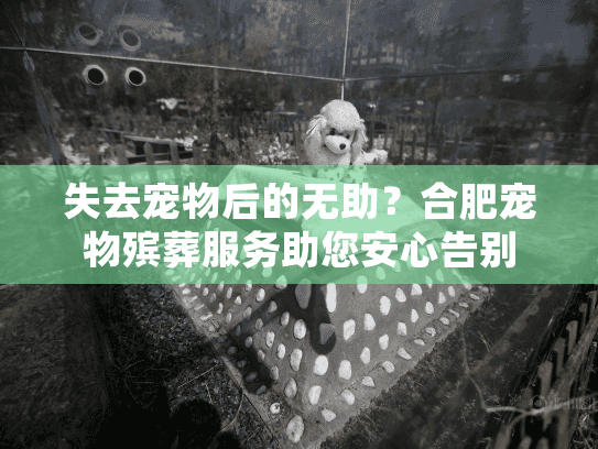 失去宠物后的无助？合肥宠物殡葬服务助您安心告别