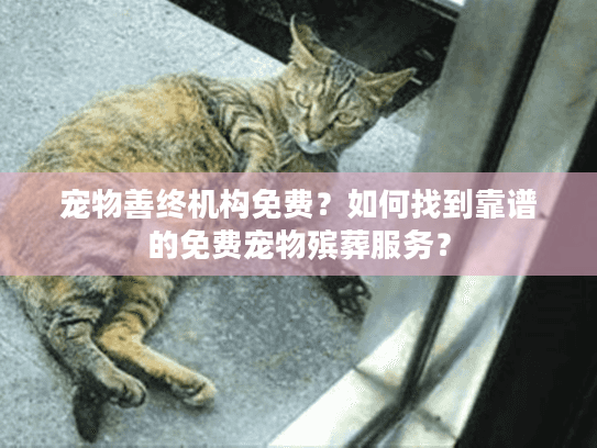 宠物善终机构免费？如何找到靠谱的免费宠物殡葬服务？