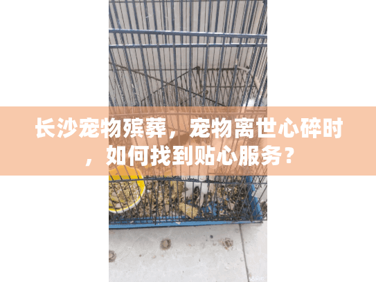 长沙宠物殡葬，宠物离世心碎时，如何找到贴心服务？