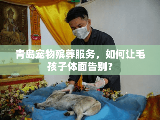 青岛宠物殡葬服务，如何让毛孩子体面告别？