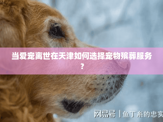 当爱宠离世在天津如何选择宠物殡葬服务？