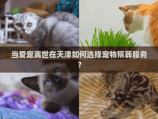 当爱宠离世在天津如何选择宠物殡葬服务？