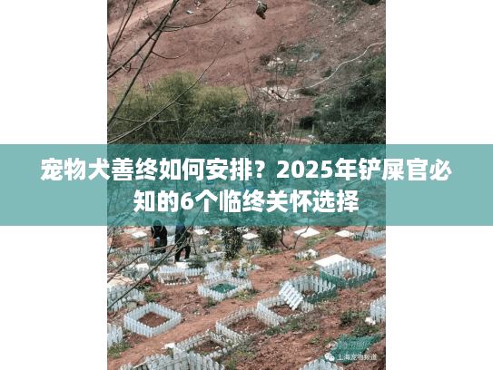 宠物犬善终如何安排？2025年铲屎官必知的6个临终关怀选择