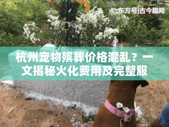 杭州宠物殡葬价格混乱？一文揭秘火化费用及完整服务流程