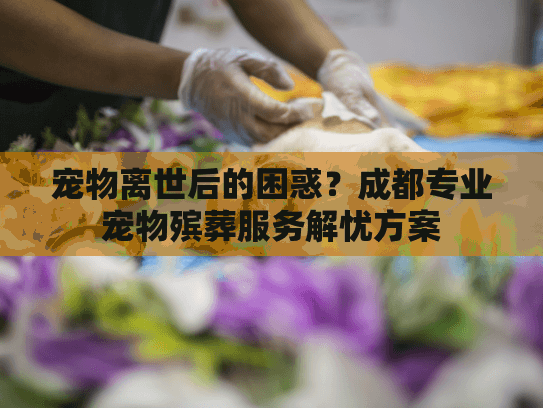 宠物离世后的困惑？成都专业宠物殡葬服务解忧方案