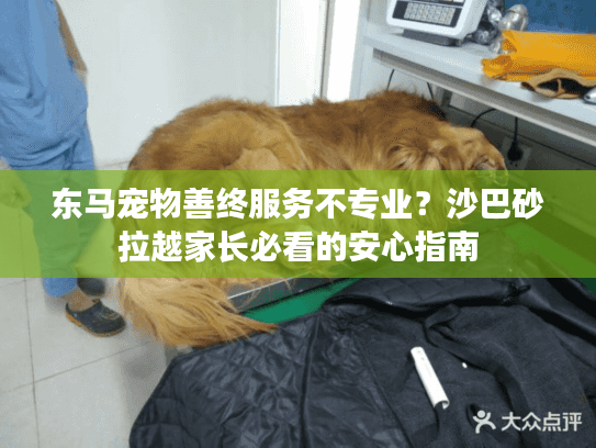 东马宠物善终服务不专业？沙巴砂拉越家长必看的安心指南