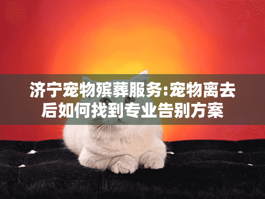 济宁宠物殡葬服务:宠物离去后如何找到专业告别方案