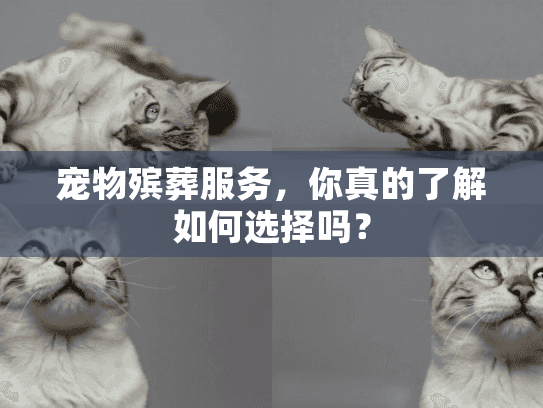宠物殡葬服务，你真的了解如何选择吗？