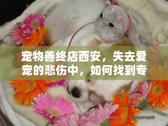 宠物善终店西安，失去爱宠的悲伤中，如何找到专业殡葬服务？