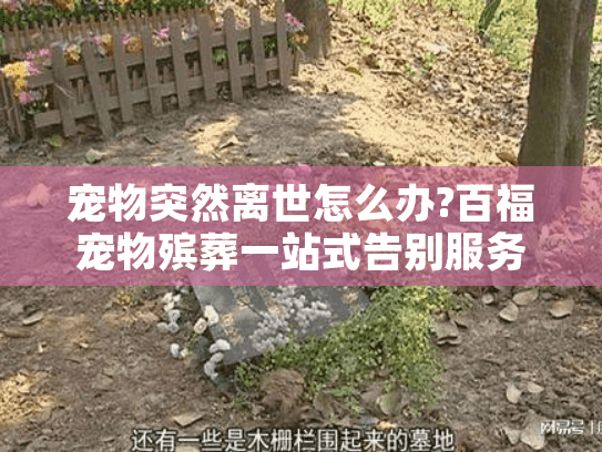 宠物突然离世怎么办?百福宠物殡葬一站式告别服务详解