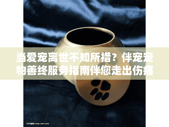 当爱宠离世不知所措？伴宠宠物善终服务指南伴您走出伤痛