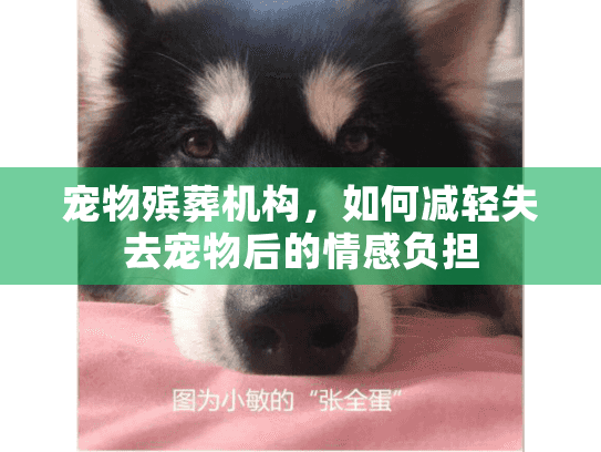 宠物殡葬机构，如何减轻失去宠物后的情感负担