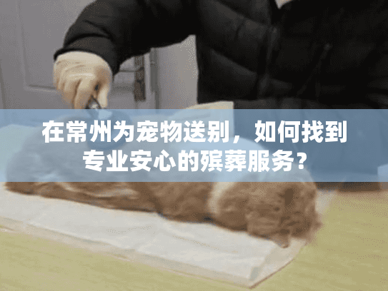 在常州为宠物送别，如何找到专业安心的殡葬服务？
