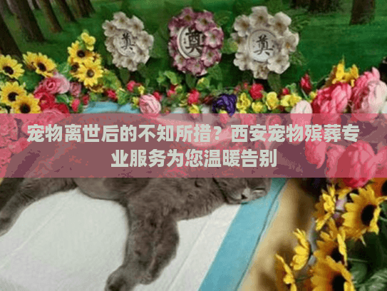 宠物离世后的不知所措？西安宠物殡葬专业服务为您温暖告别