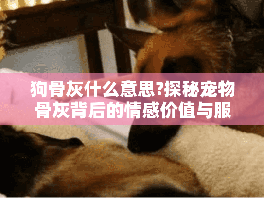 狗骨灰什么意思?探秘宠物骨灰背后的情感价值与服务选择指南