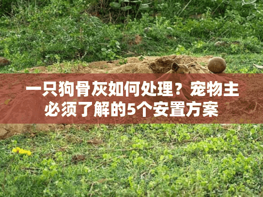 一只狗骨灰如何处理？宠物主必须了解的5个安置方案