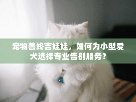 宠物善终吉娃娃，如何为小型爱犬选择专业告别服务？
