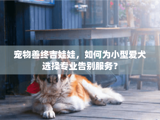 宠物善终吉娃娃，如何为小型爱犬选择专业告别服务？