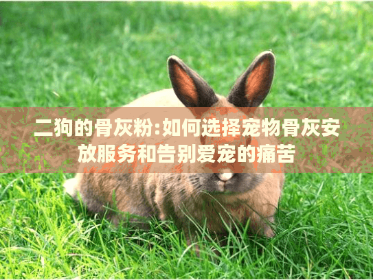 二狗的骨灰粉:如何选择宠物骨灰安放服务和告别爱宠的痛苦