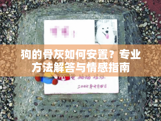 狗的骨灰如何安置？专业方法解答与情感指南