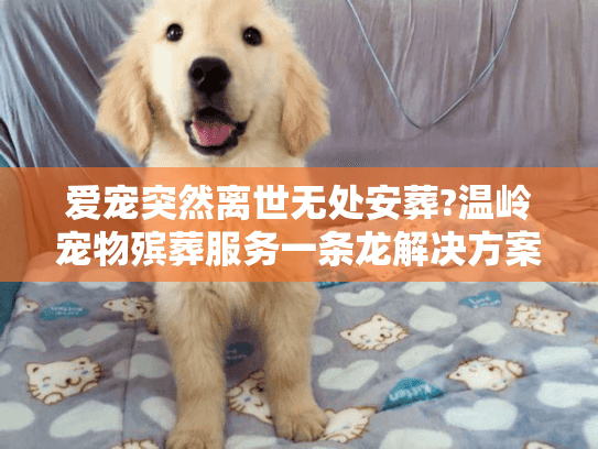 爱宠突然离世无处安葬?温岭宠物殡葬服务一条龙解决方案
