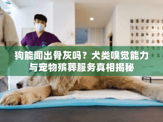 狗能闻出骨灰吗？犬类嗅觉能力与宠物殡葬服务真相揭秘