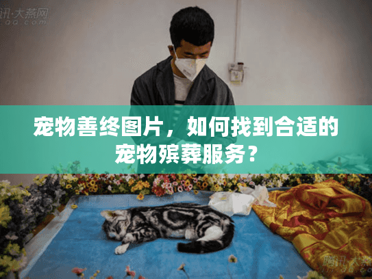 宠物善终图片，如何找到合适的宠物殡葬服务？
