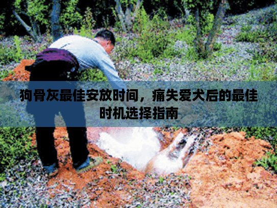 狗骨灰最佳安放时间，痛失爱犬后的最佳时机选择指南