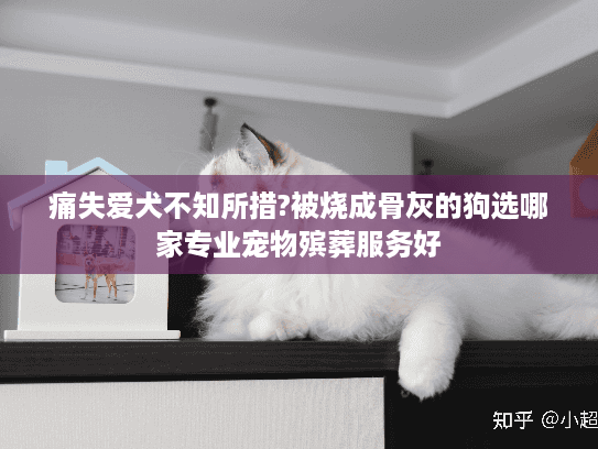 痛失爱犬不知所措?被烧成骨灰的狗选哪家专业宠物殡葬服务好