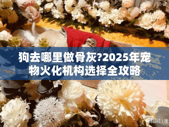 狗去哪里做骨灰?2025年宠物火化机构选择全攻略