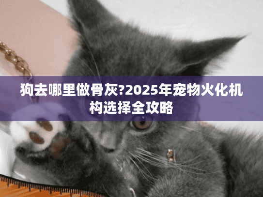 狗去哪里做骨灰?2025年宠物火化机构选择全攻略