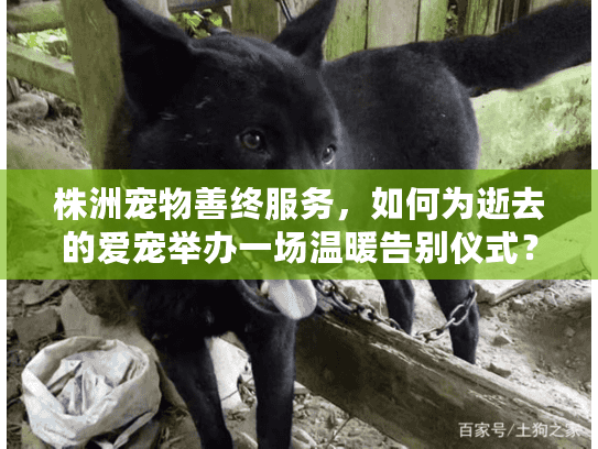株洲宠物善终服务，如何为逝去的爱宠举办一场温暖告别仪式？