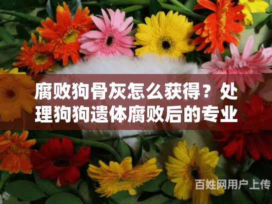 腐败狗骨灰怎么获得？处理狗狗遗体腐败后的专业火化指南
