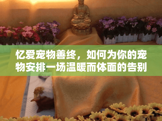 忆爱宠物善终，如何为你的宠物安排一场温暖而体面的告别？