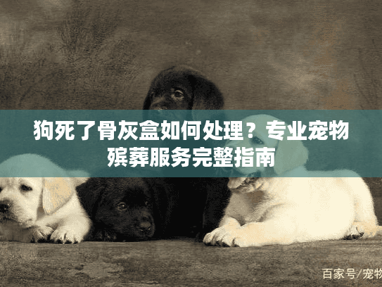 狗死了骨灰盒如何处理？专业宠物殡葬服务完整指南