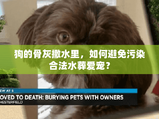 狗的骨灰撒水里，如何避免污染合法水葬爱宠？