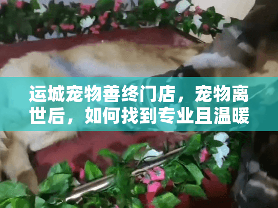 运城宠物善终门店，宠物离世后，如何找到专业且温暖的告别服务？