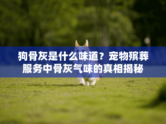 狗骨灰是什么味道？宠物殡葬服务中骨灰气味的真相揭秘