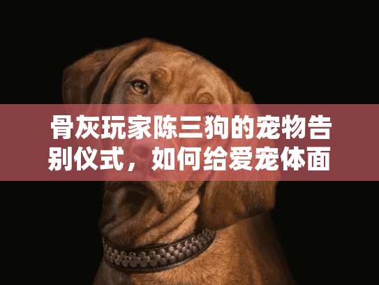 骨灰玩家陈三狗的宠物告别仪式，如何给爱宠体面最后一程？