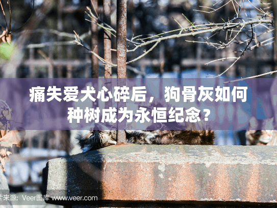 痛失爱犬心碎后，狗骨灰如何种树成为永恒纪念？