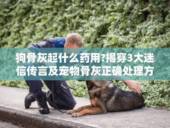 狗骨灰起什么药用?揭穿3大迷信传言及宠物骨灰正确处理方式