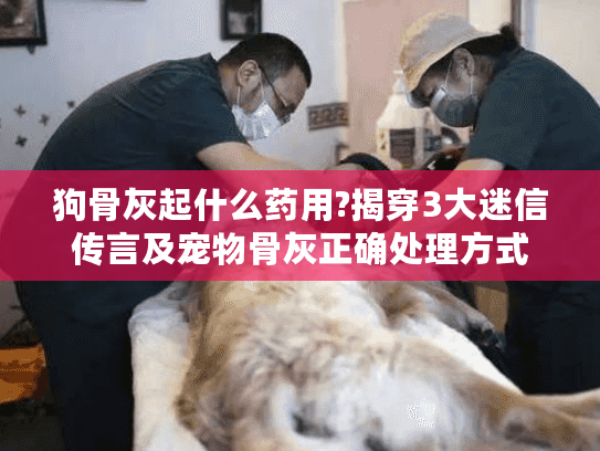 狗骨灰起什么药用?揭穿3大迷信传言及宠物骨灰正确处理方式