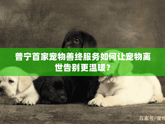 普宁首家宠物善终服务如何让宠物离世告别更温暖？